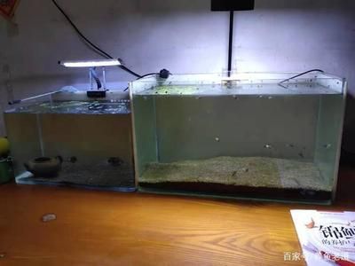 銀龍魚(yú)缸寬最低多少厘米（銀龍魚(yú)缸寬度最低不應(yīng)小于60厘米，這樣的尺寸可以滿足基本生活需求）