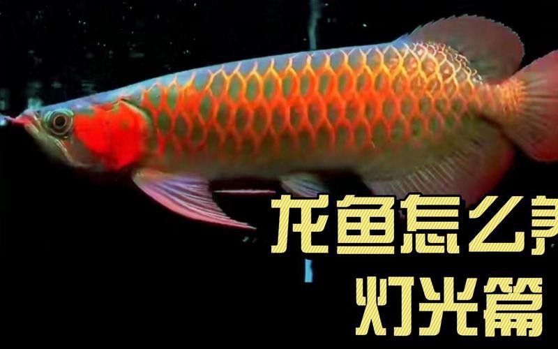 血紅龍是金龍魚嗎怎么養的視頻