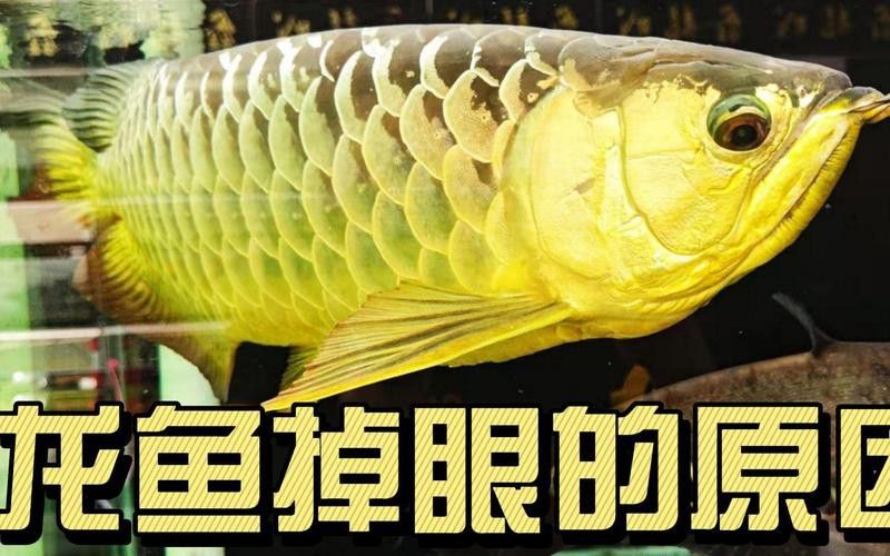 血紅龍是金龍魚嗎怎么養的視頻