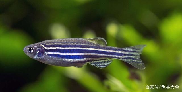 斑馬魚和曼龍魚混養好嗎：斑馬魚和曼龍魚可以和大斑馬魚混養嗎曼龍魚混養嗎