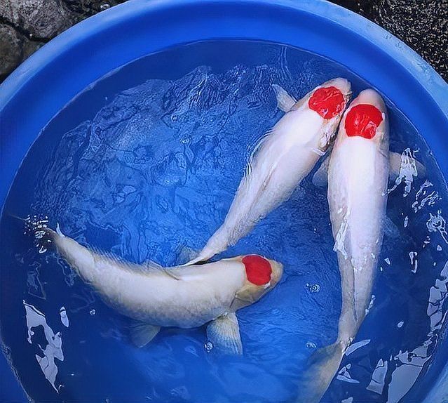 錦鯉幼魚十厘米