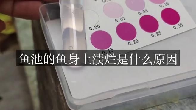 龍魚身上爛了要警惕四種病