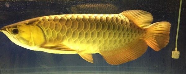 金頭過背龍魚用什么背景養：金頭過背龍魚的飼養