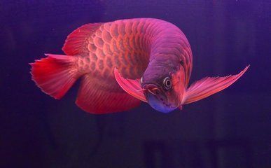 紅龍魚用什么顏色燈（紅龍魚燈光對(duì)健康的影響）