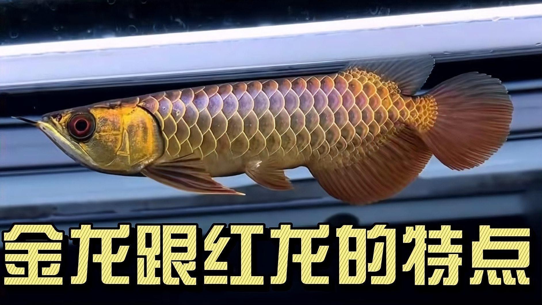 紅龍魚和金龍魚的特征區別是什么呢