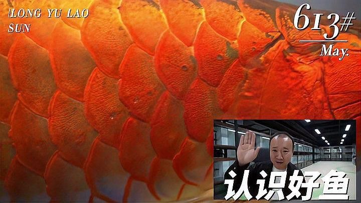 紅龍魚和金龍魚的特征區別是什么呢