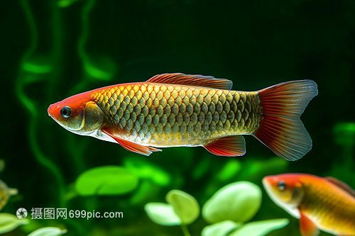 怎么形容龍魚的美麗：龍魚是一種極具觀賞價值的魚類,其外形獨特、色彩斑斕