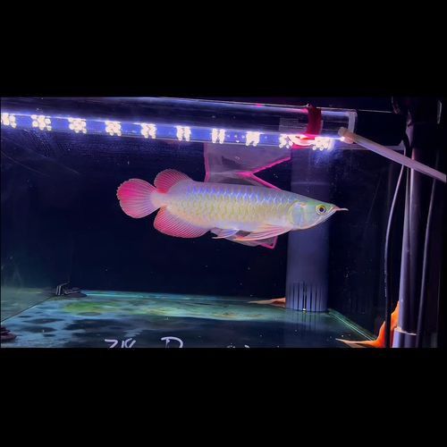 十大紅龍魚品牌排行圖片