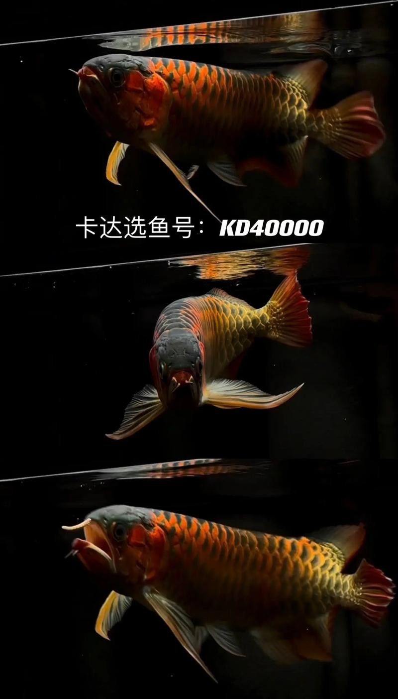 十大紅龍魚品牌排行圖片