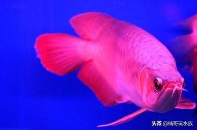 超血紅龍魚最佳飼養環境，超血紅龍魚的最佳飼養環境