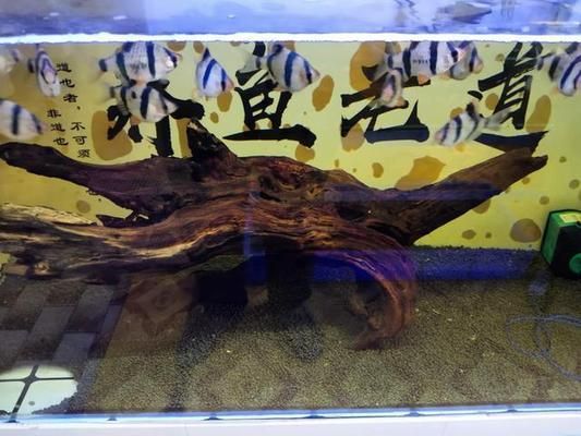 紅龍魚喂什么飼料好吃又營養呢（紅龍魚喂什么飼料好吃又營養呢視頻）