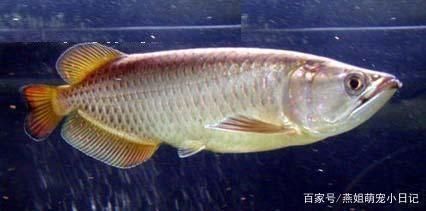 金黃色的龍魚（金龍魚市場價(jià)格趨勢如何金龍魚與其他觀賞魚混養(yǎng)注意事項(xiàng)） 金黃色的龍魚（金龍魚市場價(jià)格趨勢如何金龍魚與其他觀賞魚混養(yǎng)注意事項(xiàng)） 龍魚百科 第1張
