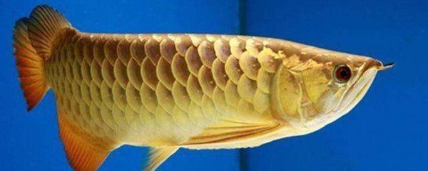 金黃色的龍魚（金龍魚市場價(jià)格趨勢如何金龍魚與其他觀賞魚混養(yǎng)注意事項(xiàng)） 金黃色的龍魚（金龍魚市場價(jià)格趨勢如何金龍魚與其他觀賞魚混養(yǎng)注意事項(xiàng)） 龍魚百科 第2張