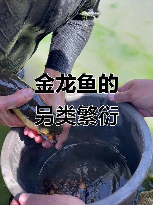 如何判斷金龍魚是否進入口孵狀態？