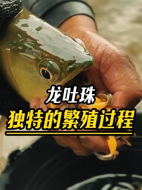 如何判斷金龍魚是否進入口孵狀態？