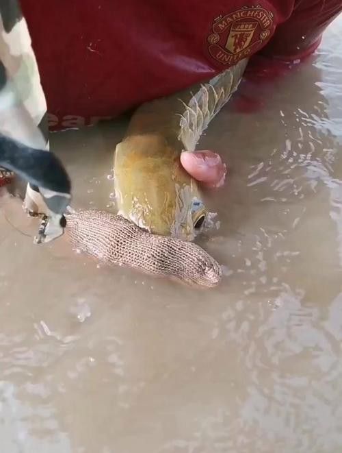 如何判斷金龍魚是否進入口孵狀態？