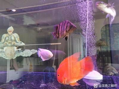 剛接回來的龍魚不吃東西：新買的龍魚不吃東西怎么辦