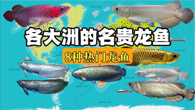 烏龍魚是什么魚圖片欣賞大全