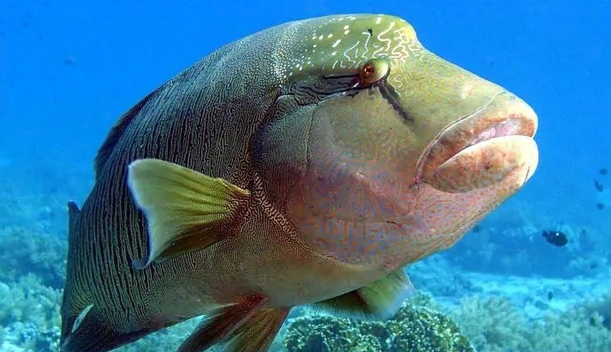 烏龍魚是什么魚圖片欣賞大全