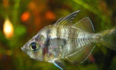 紅龍魚水質要求（關于紅龍魚水質要求的具體信息）