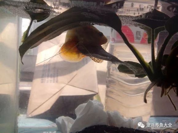 黃色曼龍魚怎么確認懷孕【如何判斷黃色曼龍魚懷孕？】