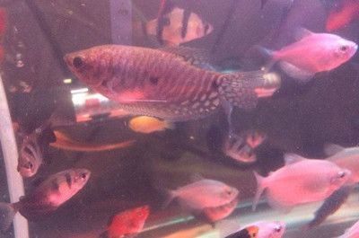 黃色曼龍魚怎么確認懷孕【如何判斷黃色曼龍魚懷孕？】