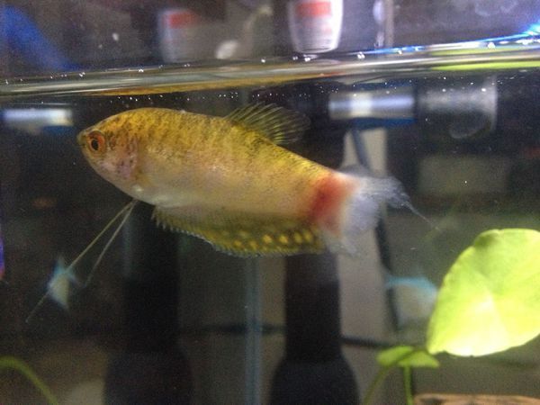 黃色曼龍魚怎么確認懷孕【如何判斷黃色曼龍魚懷孕？】