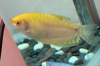 黃色曼龍魚怎么確認懷孕【如何判斷黃色曼龍魚懷孕？】