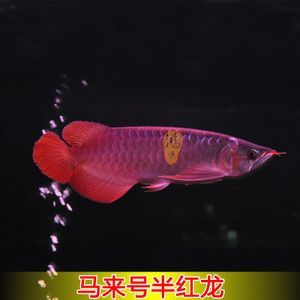 龍魚為什么要用三基色燈泡：飼養龍魚時，選擇三基色led燈具有助于龍魚發色和爬背
