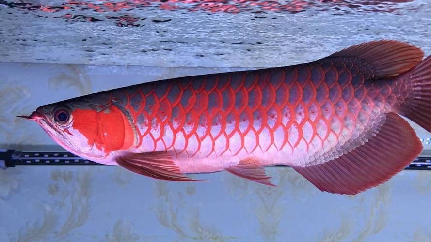紅龍魚的挑選方法視頻大全圖片欣賞