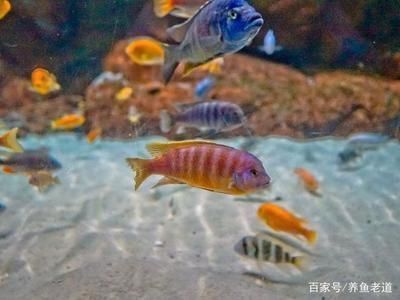 龍魚治療期間可以開燈嗎為什么：龍魚治療期間可以開燈嗎
