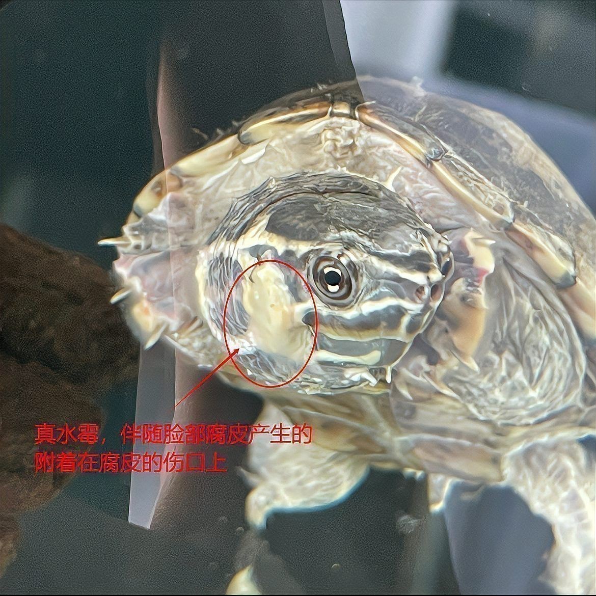 如何判斷龍龜是否受潮？