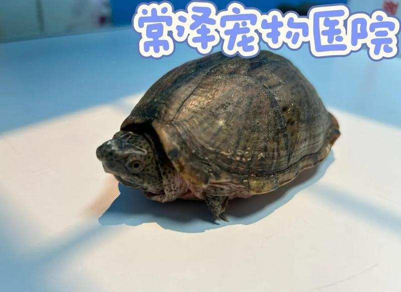 如何判斷龍龜是否受潮？