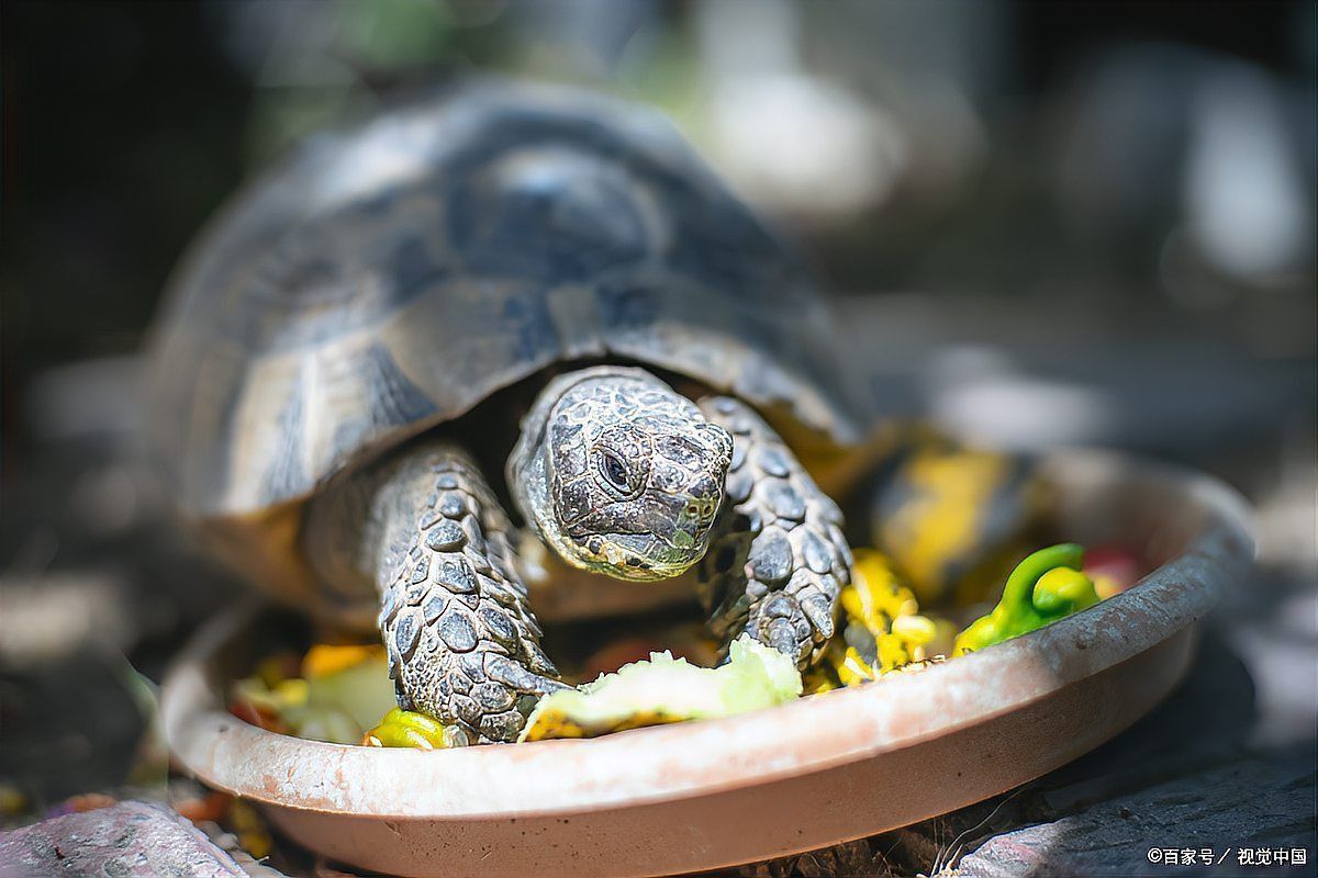如何判斷龍龜是否受潮？