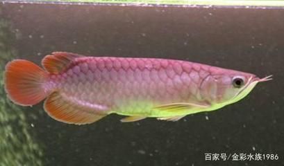 紅龍魚頭上長黑點是什么：紅龍魚頭上長黑點是什么原因