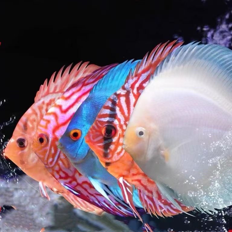 七彩神仙和龍魚可以混養嗎：七彩神仙魚和龍魚可以混養嗎