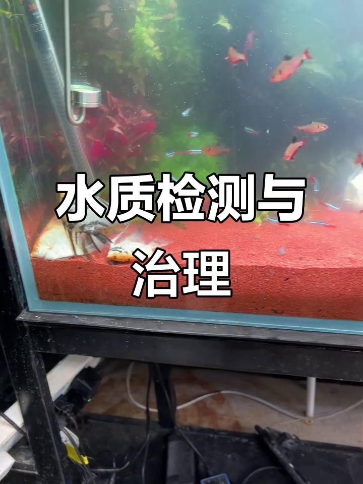 如何檢測魚缸水質是否合適？ 如何檢測魚缸水質是否合適？ 龍魚百科 第6張