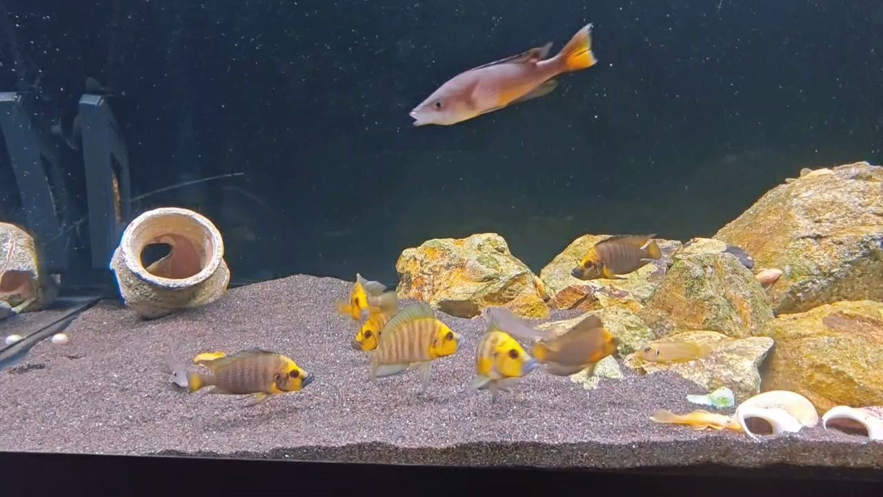 龍魚怎么選擇品相好的魚缸養：養龍魚的注意事項