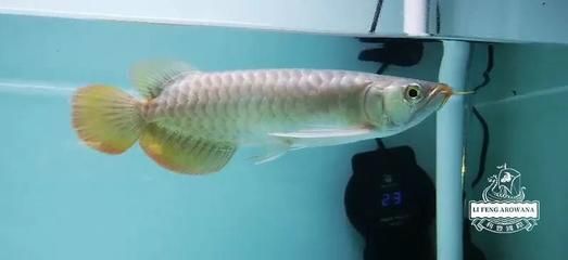 龍魚蒙眼病怎么治最好：龍魚蒙眼病治愈后的護理要點，