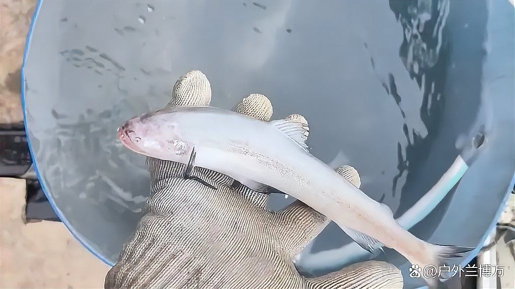 小白龍魚是什么魚