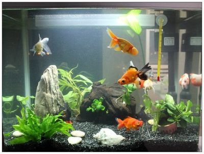 南美缸可以養龍魚嗎（南美缸適合養殖哪些魚？）