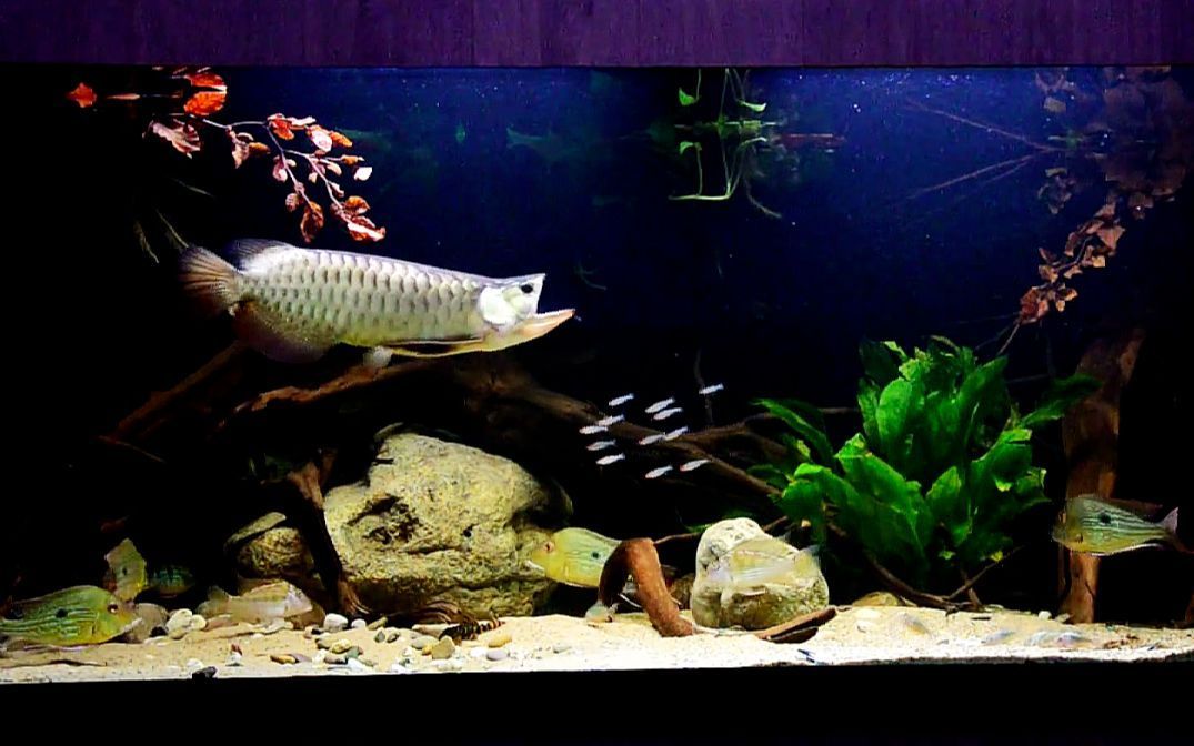 南美缸可以養龍魚嗎（南美缸適合養殖哪些魚？）