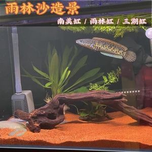 南美缸可以養龍魚嗎（南美缸適合養殖哪些魚？）