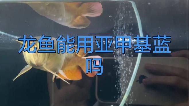 哪種治療方法對銀龍魚最安全？