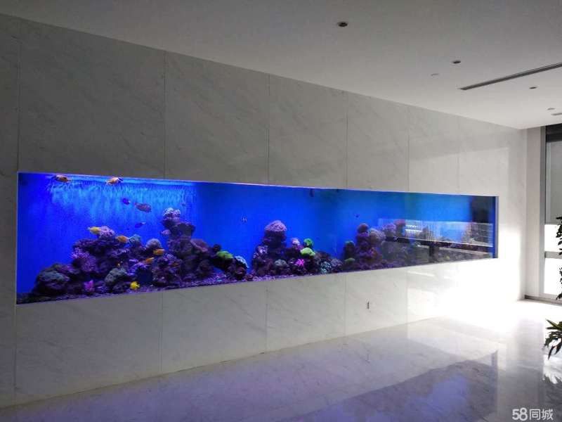 福州龍魚上門回收電話地址