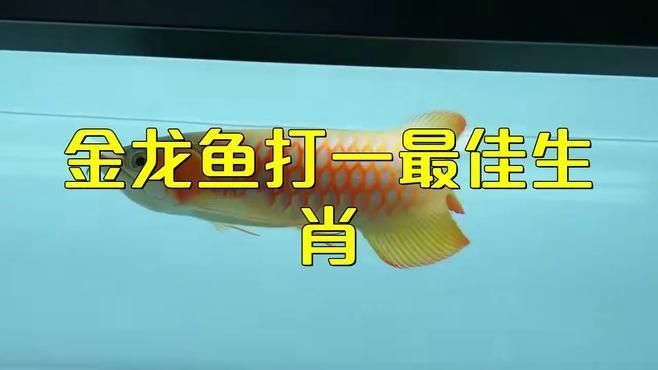 細(xì)框過背金龍最佳生肖