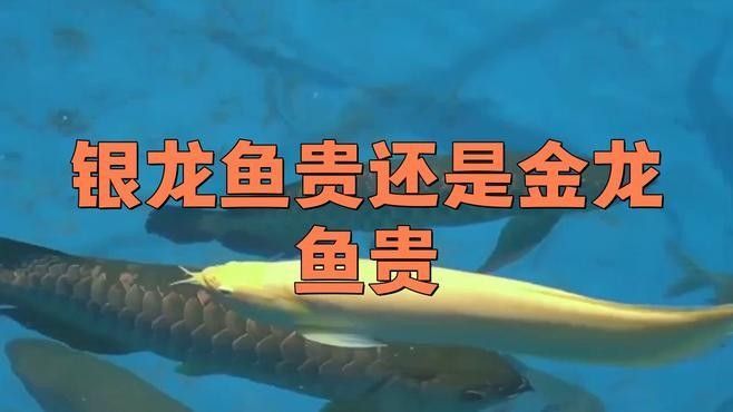 銀龍魚和金龍魚誰貴一點