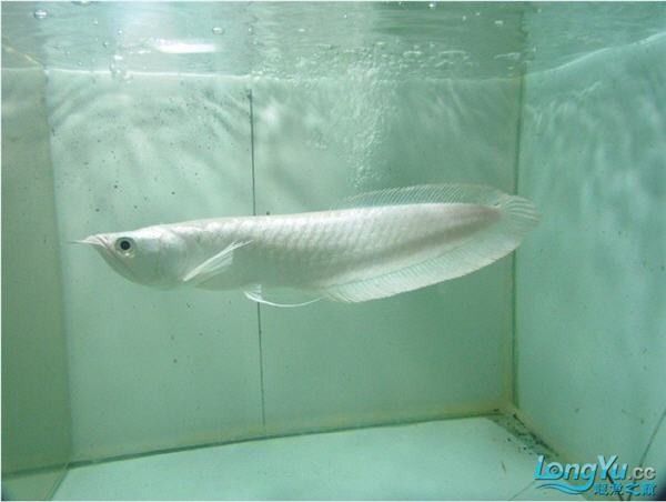 銀帶雪龍和黑帶雪龍哪個(gè)更稀有？