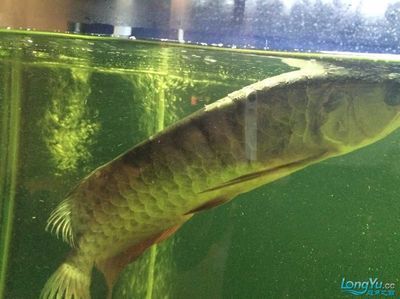 龍魚(yú)身上有一層白膜怎么辦：龍魚(yú)身上出現(xiàn)一層白膜可能是由于多種原因引起的，請(qǐng)及時(shí)處理