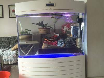 專業養龍魚缸需要配備一些什么東西：專業養龍魚缸所需配備的一些主要物品